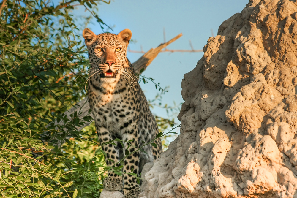 explore leopard trails seeing with Flxho's serviced apartments.